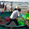 Tour Tham Quan Chợ Cá Và Làng Chài Mũi Né - Ảnh 3