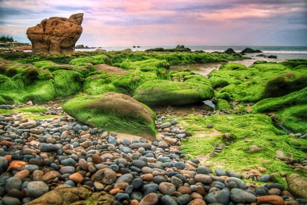 Tour Biển Cổ Thạch - Cù Lao Câu - Mũi Né - Phan Thiết